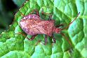Coreus_marginatus_RF0698_Z_82_Les Gris_Frankrijk